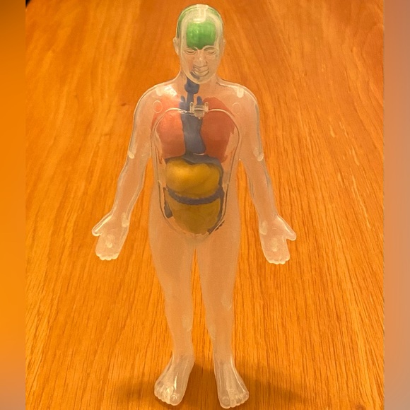 Human Body Anatomy Model Figure - Greenbrier International - 8" H - Picture 1 of 5